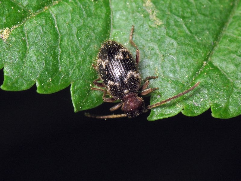 Ptinus rufipes Olivier, 1790